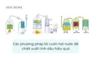 phương pháp lôi cuốn hơi nước để chiết xuất tinh dầu hiệu quả