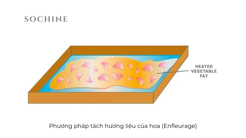 Phương pháp tách hương liệu của hoa (Enfleurage)