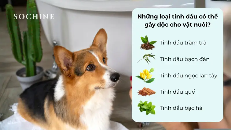 Những loại tinh dầu có thể gây độc cho vật nuôi