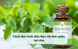 cách làm tinh dầu bạc hà nguyên chất tại nhà