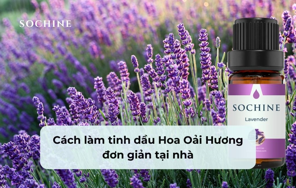 cách làm tinh dầu hoa oải hương tại nhà