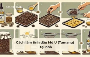 Cách làm tinh dầu Mù U (Tamanu) tại nhà