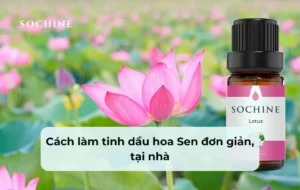 hướng dẫn cách làm tinh dầu hoa Sen nguyên chất