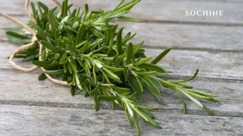 Rosemary là gì? Công dụng và cách sử dụng hiệu quả trong đời sống 2 Rosemary hay còn gọi là hương thảo