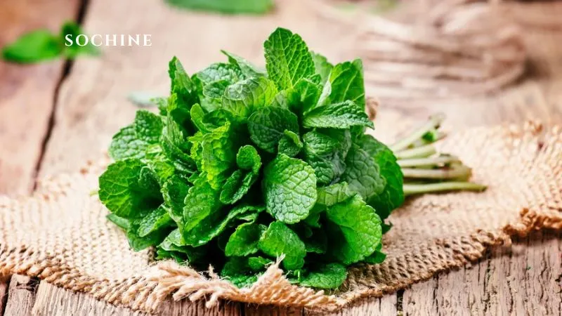Peppermint là gì? 7 lợi ích của Peppermint không thể bỏ qua 4 công dụng của Bạc hà peppermint