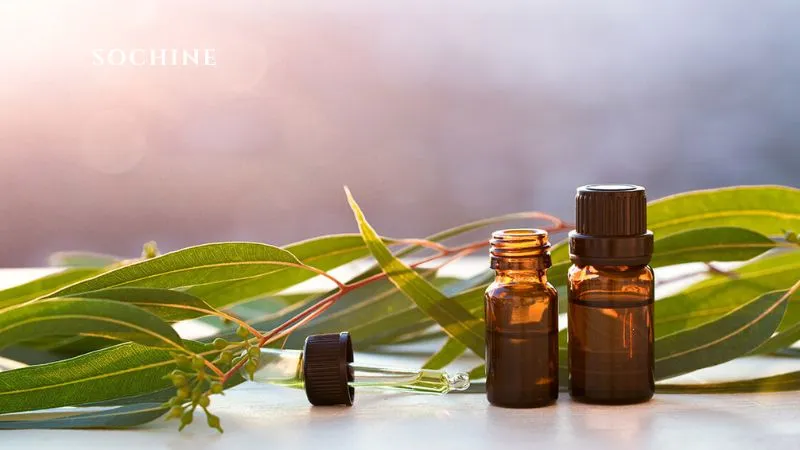 Eucalyptol là gì? Tìm hiểu lợi ích, ứng dụng của Eucalyptol 4 công dụng Eucalyptol