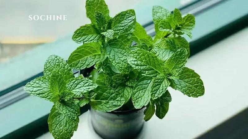 Peppermint là gì? 7 lợi ích của Peppermint không thể bỏ qua 3 đặc tính của lá bạc hà