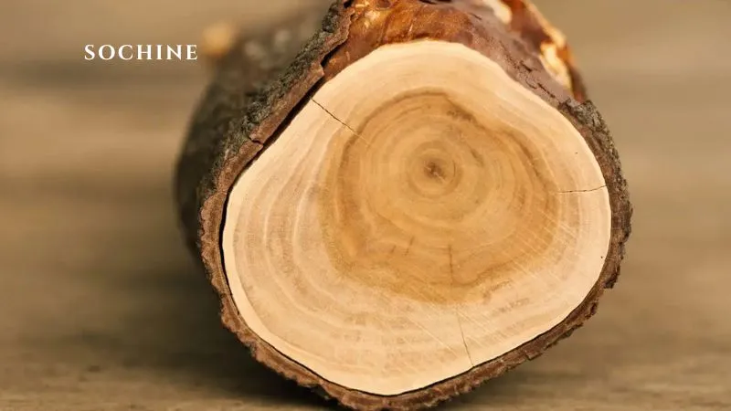 Sandalwood là gì? Tìm hiểu tất tần tật về Sandalwood 3 đặc tính của sandalwood