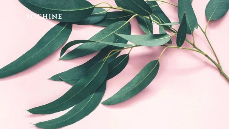 Eucalyptol là gì? Tìm hiểu lợi ích, ứng dụng của Eucalyptol 2 Eucalyptol là gì