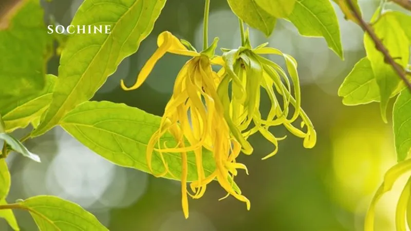 Ylang Ylang là gì? Công dụng và lợi ích của Ylang Ylang 2 hoa ylang ylang