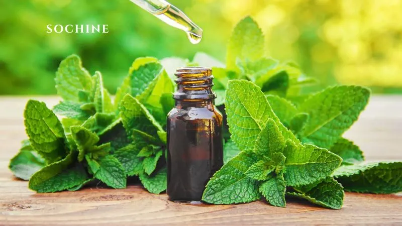 Peppermint là gì? 7 lợi ích của Peppermint không thể bỏ qua 6 lưu ý khi sử dụng peppermint