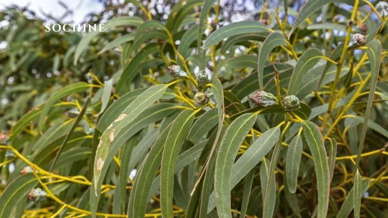 Eucalyptol là gì? Tìm hiểu lợi ích, ứng dụng của Eucalyptol 3 nguồn gốc Eucalyptol