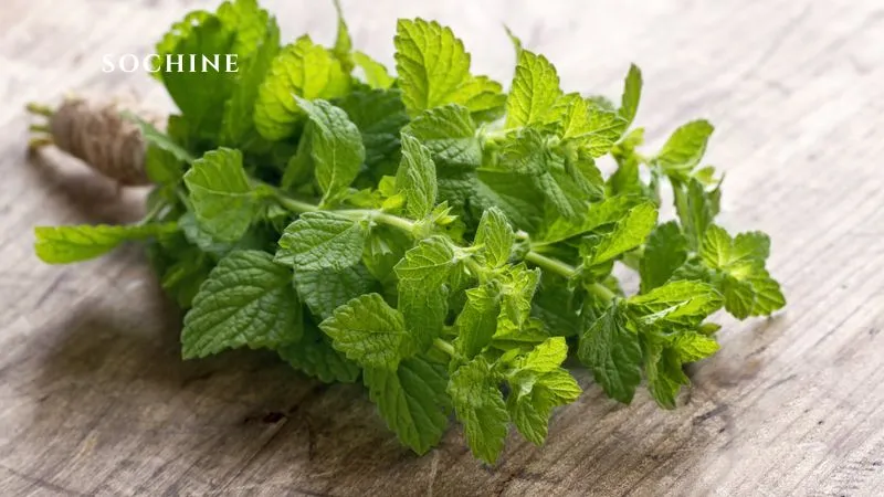 Peppermint là gì? 7 lợi ích của Peppermint không thể bỏ qua 2 Peppermint là gì