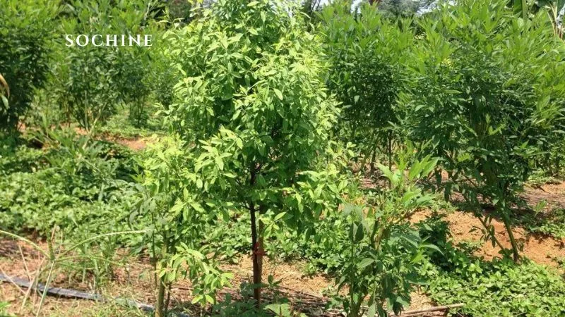 Sandalwood là gì? Tìm hiểu tất tần tật về Sandalwood 2 Sandalwood là gì