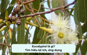 tìm hiểu về Eucalyptol
