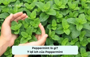tìm hiểu về Peppermint