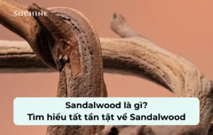 tìm hiểu về Sandalwood
