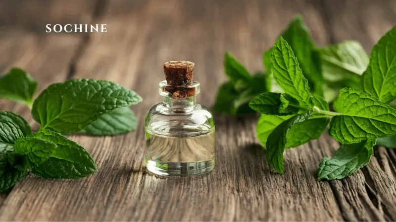 Peppermint là gì? 7 lợi ích của Peppermint không thể bỏ qua 5 tinh dầu Peppermint