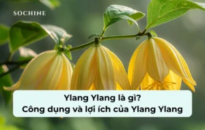 Ylang Ylang là gì?