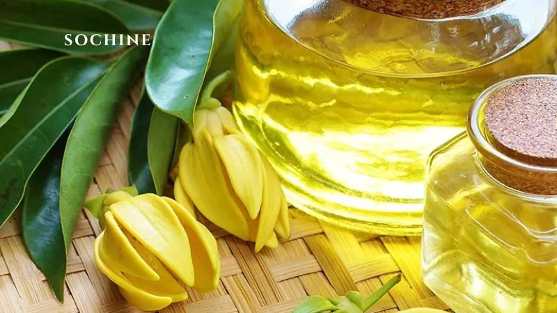 Ylang Ylang là gì? Công dụng và lợi ích của Ylang Ylang 6 tinh dầu ylang ylang