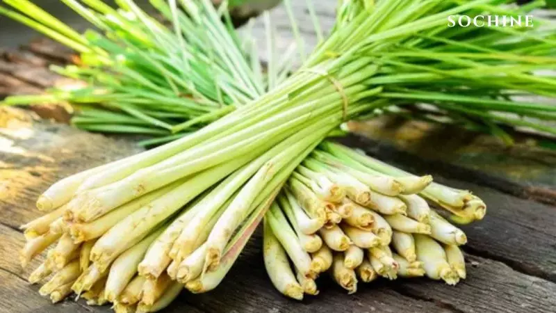 Lemongrass là gì? Công dụng, cách dùng và những lưu ý quan trọng 2