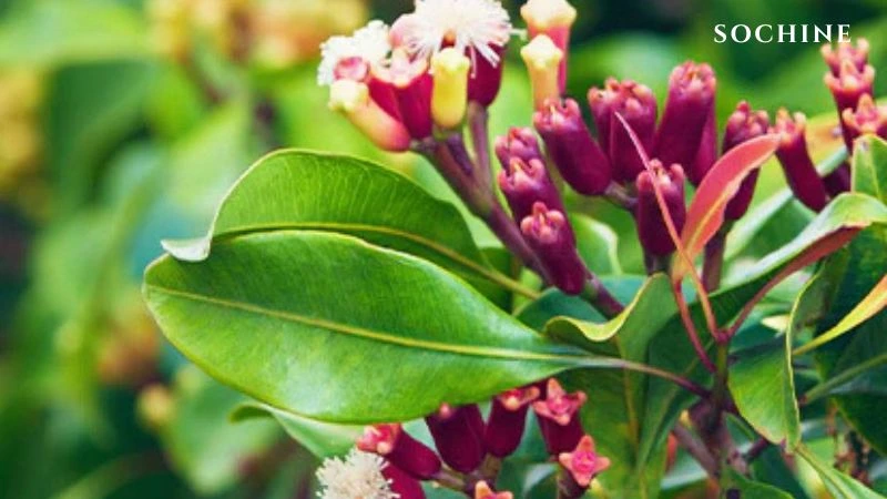 Clove buds là gì? Mùi hương đặc trưng và những lợi ích không ngờ! 2