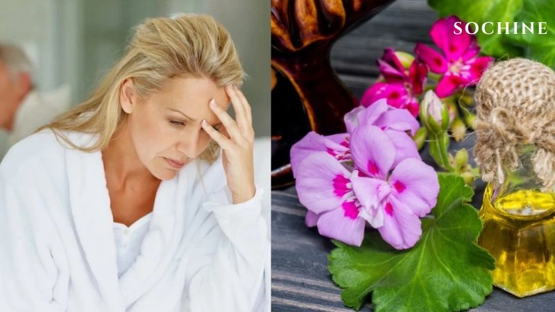 Geranium là gì? 8 tác dụng tuyệt vời với sức khỏe, làn da! 5 Geranium cải thiện triệu chứng tiền mãn kinh