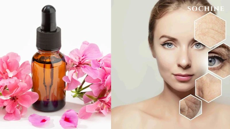 Geranium là gì? 8 tác dụng tuyệt vời với sức khỏe, làn da! 4 Geranium có khả năng chống lão hóa mạnh mẽ