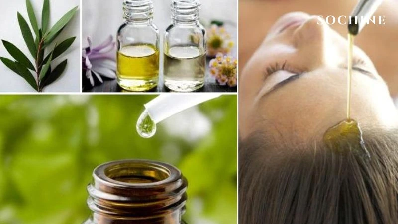 Tea tree là gì? Tác dụng và cách phân biệt với tràm gió 6 Chăm sóc răng miệng với tea tree
