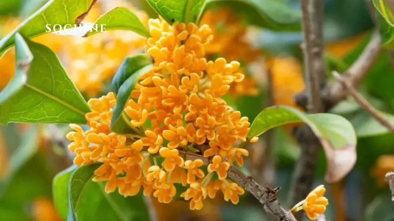 Osmanthus là gì? Hương thơm quyến rũ và những điều cần biết 3 đặc điểm của Osmanthus