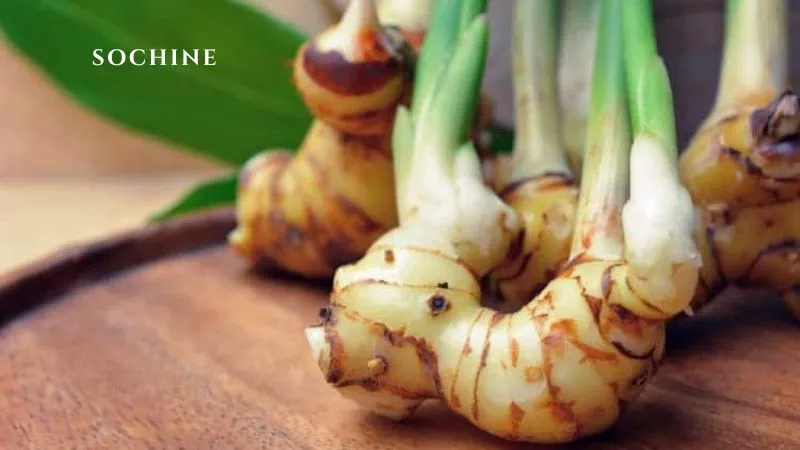 Galangal là gì? 6 lợi ích của Galangal với sức khỏe 3 đặc điểm của Galangal