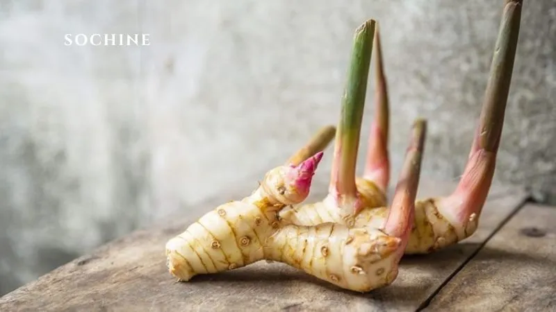 Galangal là gì? 6 lợi ích của Galangal với sức khỏe 2 Galangal là gì
