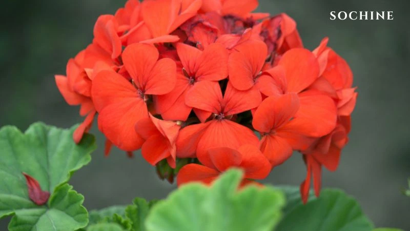 Geranium là gì? 8 tác dụng tuyệt vời với sức khỏe, làn da! 2 Hoa phong lữ mọc chủ yếu ở Châu Phi