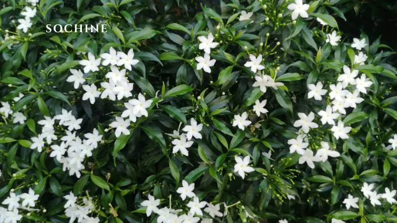 Jasmine là gì? Vẻ đẹp của hương thơm thuần khiết của hoa Nhài 2 Jasmine là gì