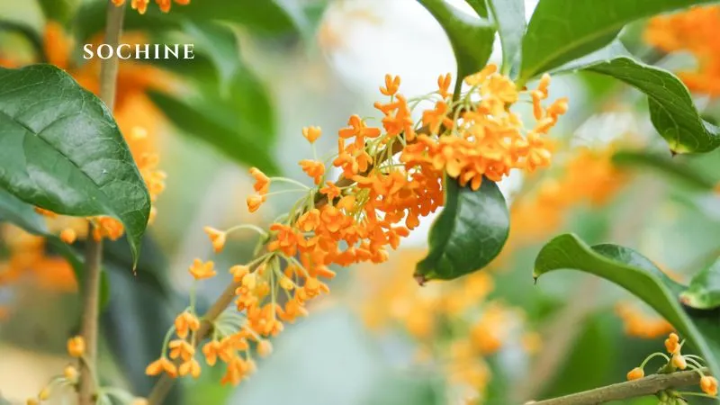 Osmanthus là gì? Hương thơm quyến rũ và những điều cần biết 6 lợi ích của Osmanthus