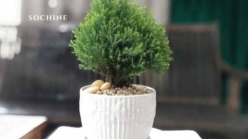 Cedarwood là gì? 5 công dụng tuyệt vời của Cedarwood 5 mùi hương Cedarwood