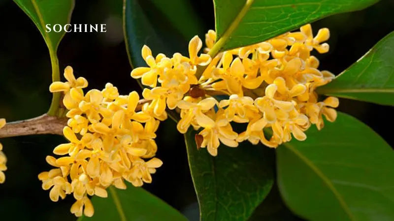 Osmanthus là gì? Hương thơm quyến rũ và những điều cần biết 2 Osmanthus là gì