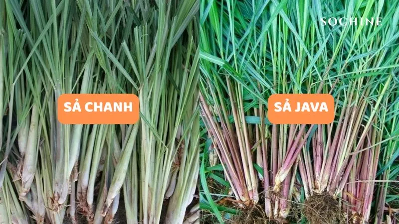 Citronella (sả Java) là gì? Công dụng và cách phân biệt với sả chanh 3 Sự khác biệt của citronella và lemongrass