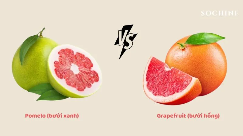 Pomelo là gì? Công dụng và cách phân biệt với Grapefruit 3 Sự khác biệt giữa Grapefruit và Pomelo là gì?