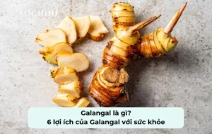 tìm hiểu về Galangal