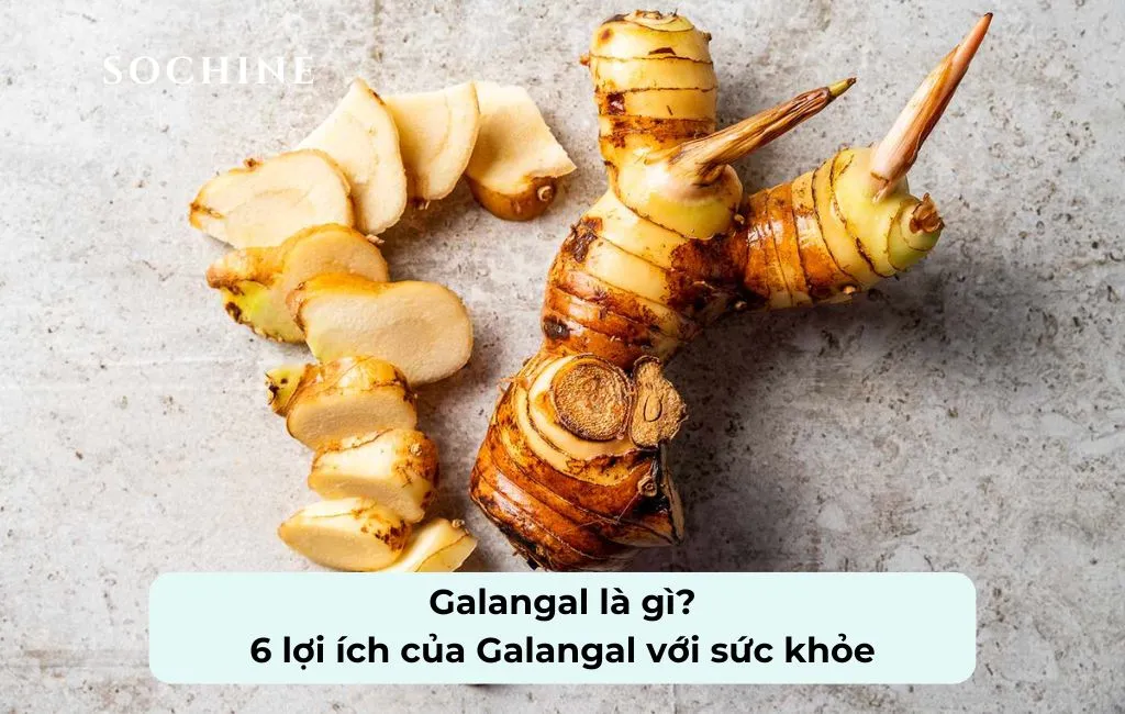tìm hiểu về Galangal