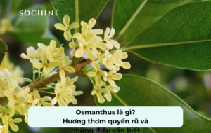 tìm hiểu về Osmanthus