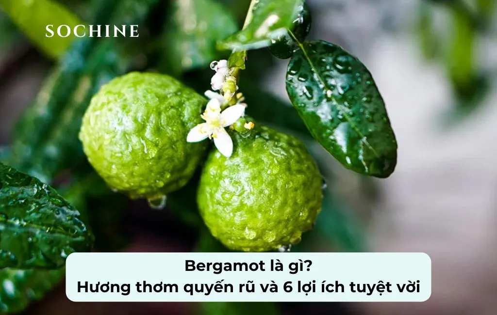 tìm hiểu Bergamot là gì