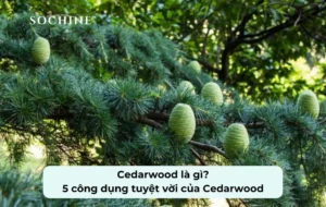 tìm hiểu về Cedarwood