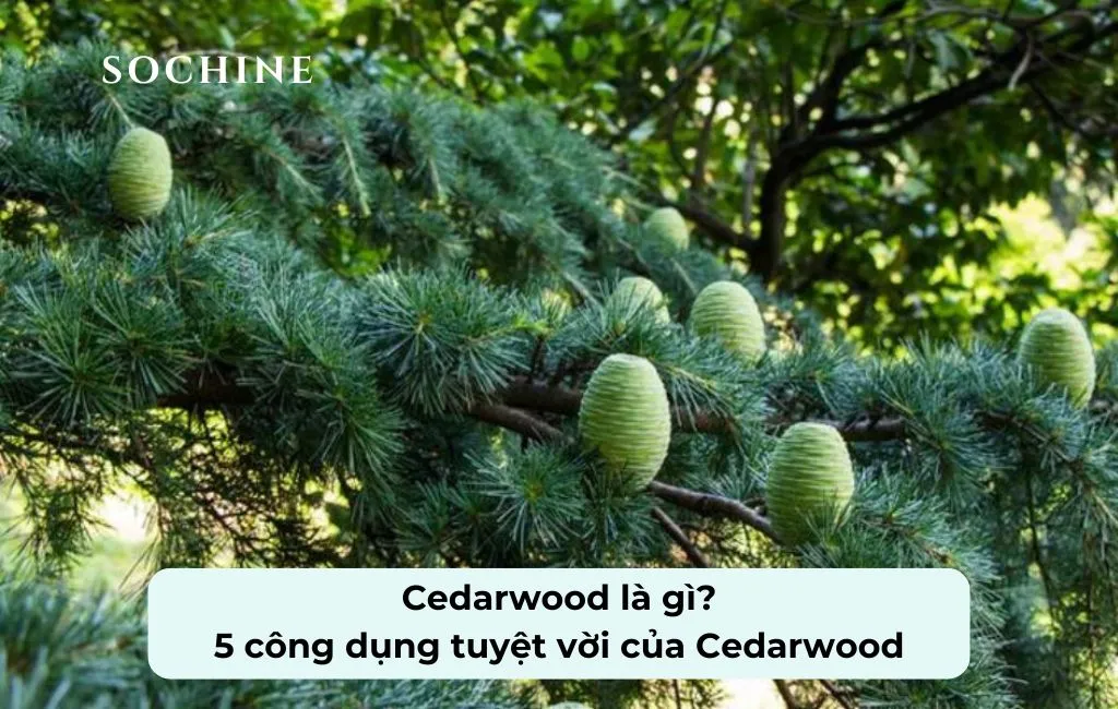 tìm hiểu về Cedarwood
