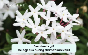 tìm hiểu về jasmine