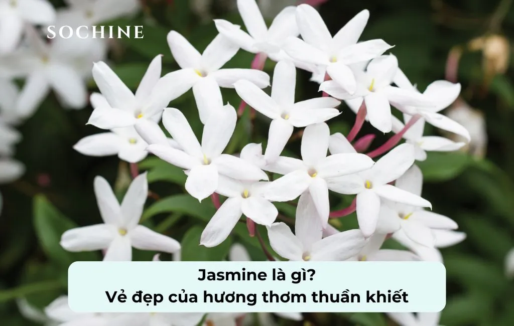tìm hiểu về jasmine