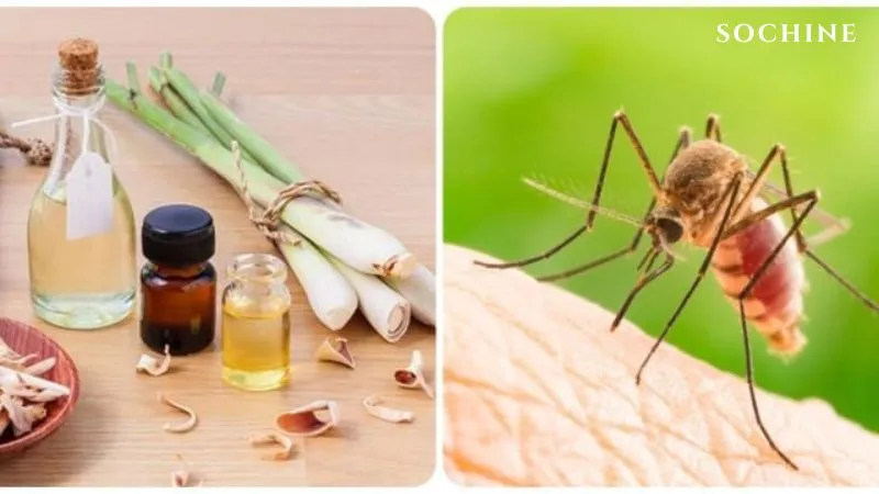 Citronella (sả Java) là gì? Công dụng và cách phân biệt với sả chanh 4 Tinh dầu citronella đuổi muỗi rất hiệu quả