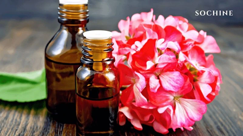 Geranium là gì? 8 tác dụng tuyệt vời với sức khỏe, làn da! 3 Tinh dầu phong lữ Geranium được ưa chuộng