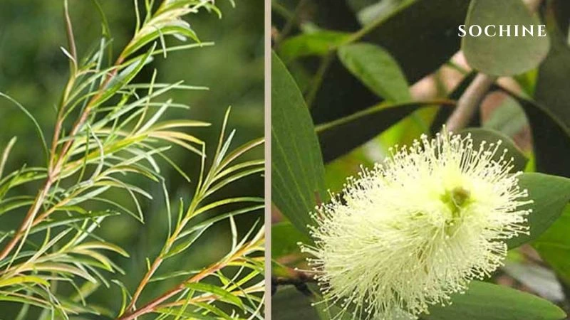 Tea tree là gì? Tác dụng và cách phân biệt với tràm gió 3
Tinh dầu tràm trà khác hoàn toàn tinh dầu tràm gió